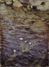 Pond Water Crowfoot, Eero Järnefelt , 1895