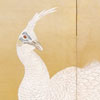white peafowl image