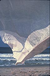 Larsen: a living archive - The 1970's - Seascape