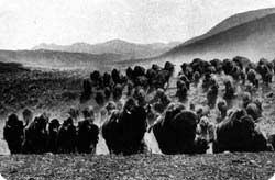 Herd of grazing bison on the vast plains